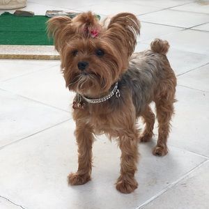 Meet your Posher, Susan